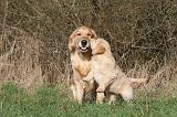 GOLDEN RETRIEVER 027